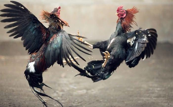 Sabung-Ayam-Online-Olahraga-Dunia-Maya-yang-Kontroversial